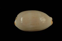 藏品(雨絲寶螺)的圖片